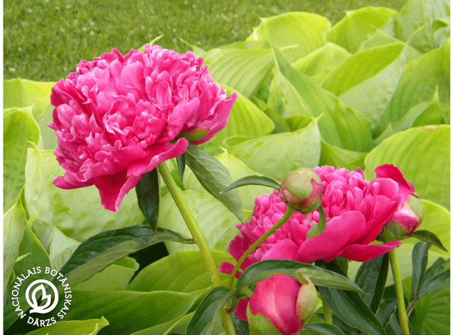 Paeonia lactiflora   'Felix Crousse'